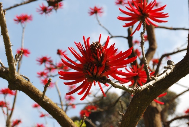 red tree flowers