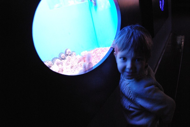 looking at the jellies